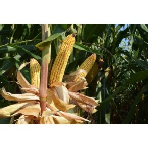 Hibrit Mısır Tohumu - Pioneer P0937 - 50.000 Adet 