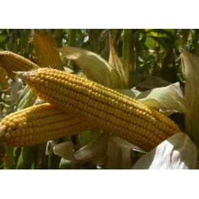 Hibrit Mısır Tohumu - Pioneer P1241 - 50.000 Adet 