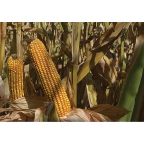 Hibrit Mısır Tohumu - Pioneer P1429 - 50.000 Adet 
