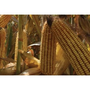 Hibrit Mısır Tohumu - Pioneer P1570 - 50.000 Adet 