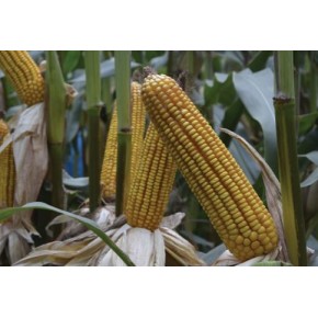 Hibrit Mısır Tohumu - Pioneer P1921 - 50.000 Adet 