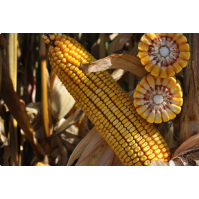 Hibrit Mısır Tohumu - Pioneer P2105 - 50.000 Adet 