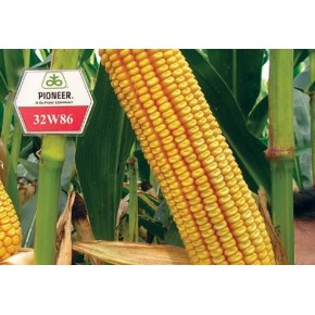 Hibrit Mısır Tohumu Pioneer PR32W86-50.000 Adet 