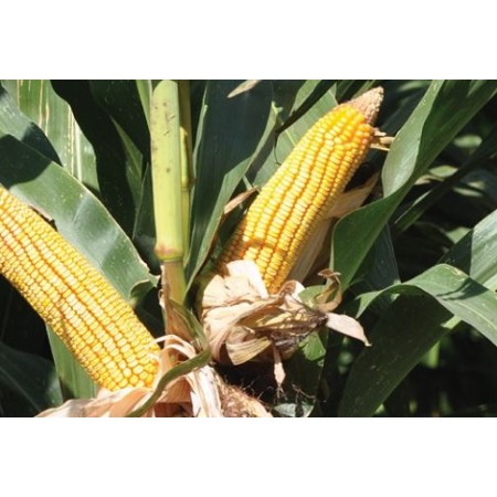 Hibrit Mısır Tohumu Pioneer PR31D24-50.000 Adet Hibrit Mısır Tohumu Pioneer PR31D24-50.000 Adet