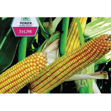 Hibrit Mısır Tohumu Pioneer PR31G98-50.000 Adet Hibrit Mısır Tohumu Pioneer PR31G98-50.000 Adet