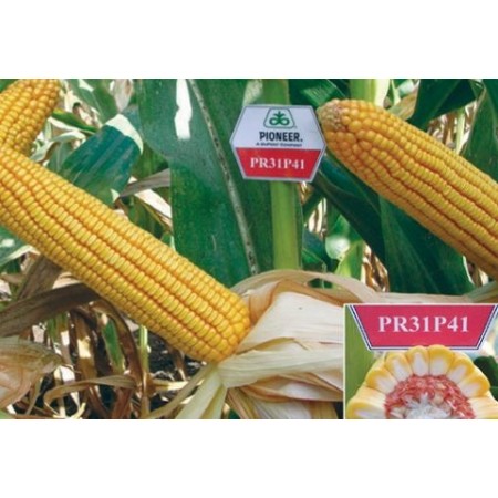 Hibrit Mısır Tohumu Pioneer PR31P41-50.000 Adet Hibrit Mısır Tohumu Pioneer PR31P41-50.000 Adet