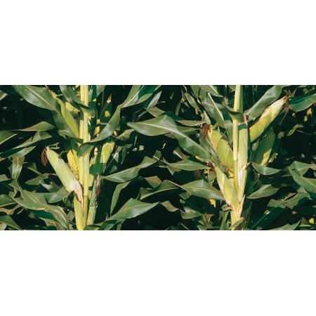 Hibrit Mısır Tohumu Pioneer PR31Y43-50.000 Adet Hibrit Mısır Tohumu Pioneer PR31Y43-50.000 Adet