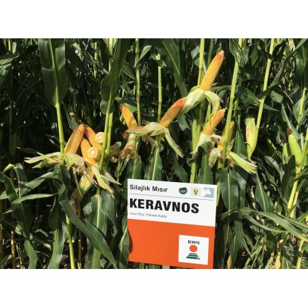 Hibrit Mısır Tohumu KWS KERAVNOS-50.000 Adet Hibrit Mısır Tohumu KWS KERAVNOS-50.000 Adet