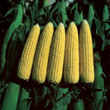 Hibrit Tatlı Mısır Tohumu - Merit F1 - 1 Kg