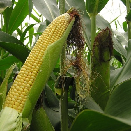 Hibrit Tatlı Mısır Tohumu Searose F1 - 10.000 Adet Hibrit Tatlı Mısır Tohumu Searose F1 - 10.000 Adet