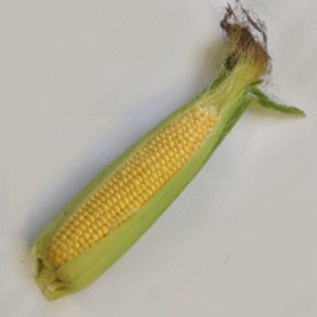 Hibrit Tatlı Mısır Tohumu SHY1036 F1-10.000 Adet