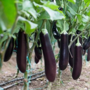 Hibrit Patlıcan Tohumu - HAYAL RZ F1 -1.000 Adet Tohum