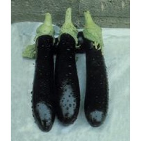 Hibrit Patlıcan Tohumu-Valentina F1-1.000 Adet