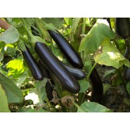 Hibrit Uzun Patlıcan Tohumu NT-1695 F1 - 2.500 Adet