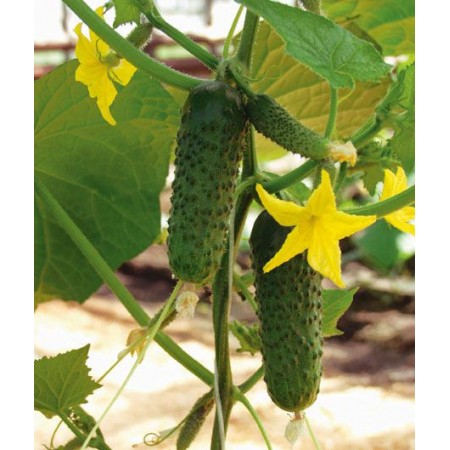 Hibrit Turşuluk Salatalık Tohumu F1 (Dikenli - Turşuluk) Çeşit 2 - 500 Adet