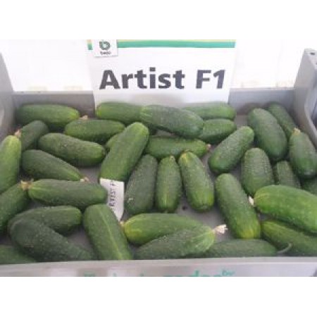 Hibrit Turşuluk Hıyar Tohumu F1 (Dikenli - Turşuluk) Çeşit 1 - 500 Adet