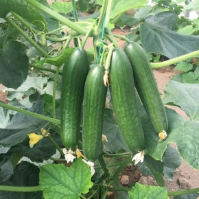 Hibrit Badem Sırık Salatalık Tohumu - AZ-70 F1 - 500 Adet Tohum