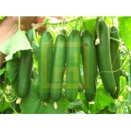 Hibrit Oturak Hıyar Tohumu - Teos F1 ( Açık Tarla ) - 2.500 Adet Tohum