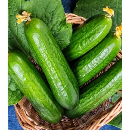 Hibrit Oturak Salatalık Tohumu - Başak F1 (Tarla) - 50 gr/paket