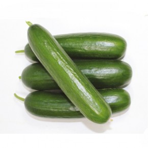 Hibrit Salatalık Tohumu Atenha F1 - 1.000 Adet