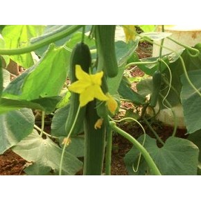 Hibrit Sırık Salatalık Tohumu - A.21 F1 (Sera) - 500 Adet Tohum