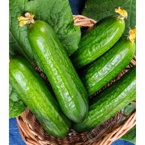 Hibrit Oturak Salatalık Tohumu - Başak F1 (Tarla) - 50 gr/paket 