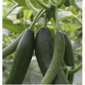 Hibrit Sırık Salatalık Tohumu - Buhara F1 - 500 Adet Tohum