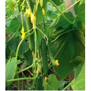 Hibrit Hıyar Tohumu - Çınar F1 (Sera) - 500 Adet Tohum