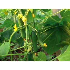 Hibrit Hıyar Tohumu - Çınar F1 (Sera) - 500 Adet Tohum