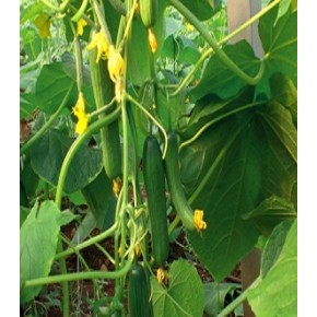 Hibrit Hıyar Tohumu - Çınar F1 (Sera) - 500 Adet Tohum