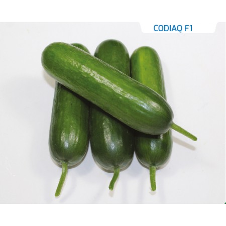 Hibrit Salatalık Tohumu - Codiaq F1 - 1.000 Adet