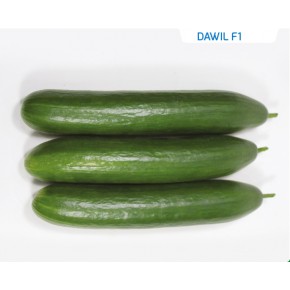 Hibrit Salatalık Tohumu - Dawil F1 - 1.000 Adet Tohum