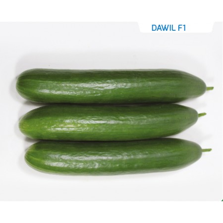 Hibrit Salatalık Tohumu - Dawil F1 - 1.000 Adet Tohum