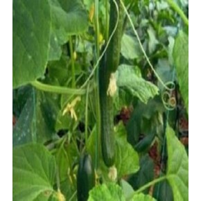 Hibrit Sırık Salatalık Tohumu - Kardelen F1 (Sera) - 500 Adet Tohum