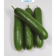 Hibrit Salatalık Tohumu  -  Karoq F1 -  1.000 Adet Tohum