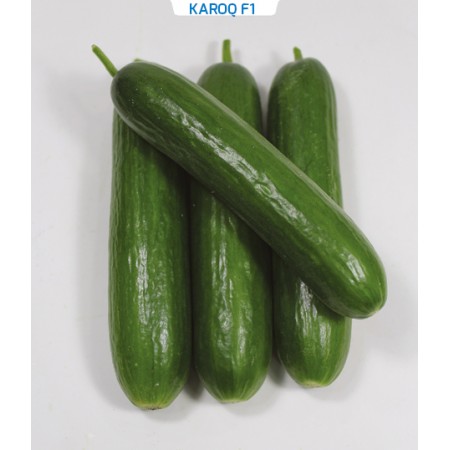 Hibrit Salatalık Tohumu  -  Karoq F1 -  1.000 Adet Tohum
