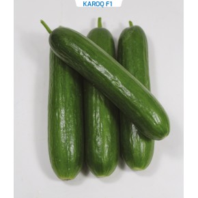 Hibrit Salatalık Tohumu  -  Karoq F1 -  1.000 Adet Tohum