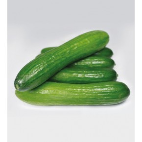 Hibrit Salatalık Tohumu Kastra F1 - 1.000 Adet