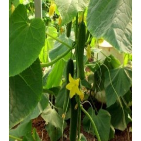 Hibrit Sırık Hıyar Tohumu - (Sera) -  Kros F1 - 500 Adet Tohum