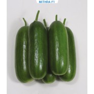 Hibrit Salatalık Tohumu - MITHRA F1 - 1.000 Adet Tohum