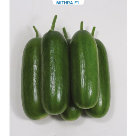 Hibrit Salatalık Tohumu - MITHRA F1 - 1.000 Adet Tohum Hibrit Salatalık Tohumu - MITHRA F1 - 1.000 Adet Tohum