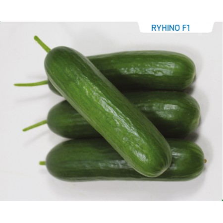 Hibrit Salatalık Tohumu - Ryhino F1 - 1.000 Adet