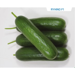 Hibrit Salatalık Tohumu - Ryhino F1 - 1.000 Adet