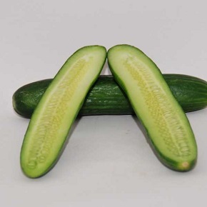 Hibrit Salatalık Tohumu Sanem F1 - 2.500 Adet Tohum