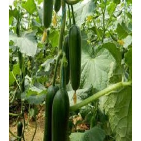 Hibrit Salatalık Tohumu - Şirince F1 (Sera) - 500 Adet Tohum