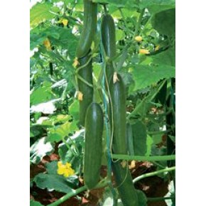 Hibrit Salatalık Tohumu - Süvari F1 - 500 Adet Tohum