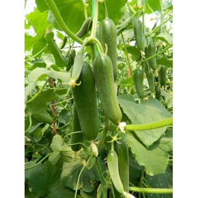 Hibrit Badem Hıyar Tohumu - Suzan F1 (Sera) - 500 Adet Tohum