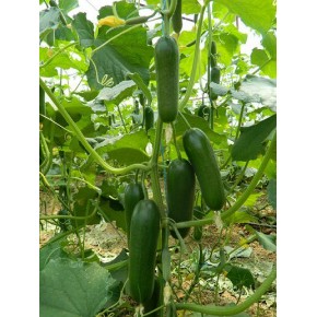 Hibrit Badem Hıyar Tohumu - Suzan F1 (Sera) - 500 Adet Tohum