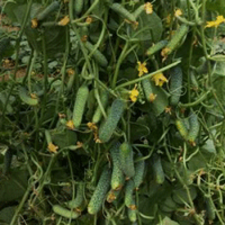 Hibrit Salatalık Tohumu SV4097CV F1 - 2.500 Adet