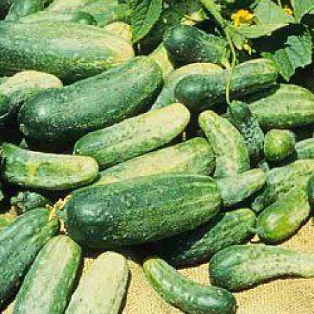 Hibrit Turşuluk Hıyar Tohumu-CALYPSO F1-500 gr